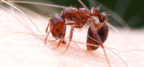 A fire ant stings a human's arm