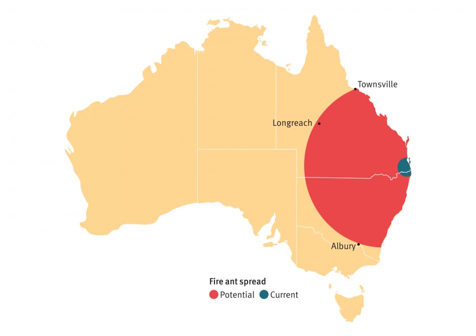 A map of Australia, showing the current infestation surrounding Brisbane, and the potential spread covering much of eastern Australia